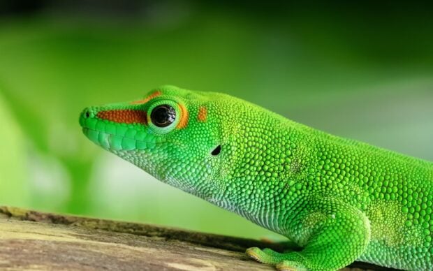 A vibrant green gecko with orange markings resting on a branch in natural light