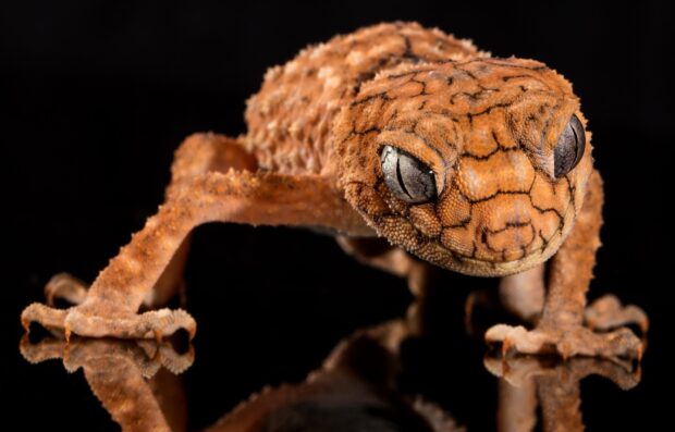 Close up of a textured gecko with grey eyes on a reflective surface
