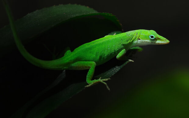 A bright green gecko resting on a dark green leaf in a natural setting