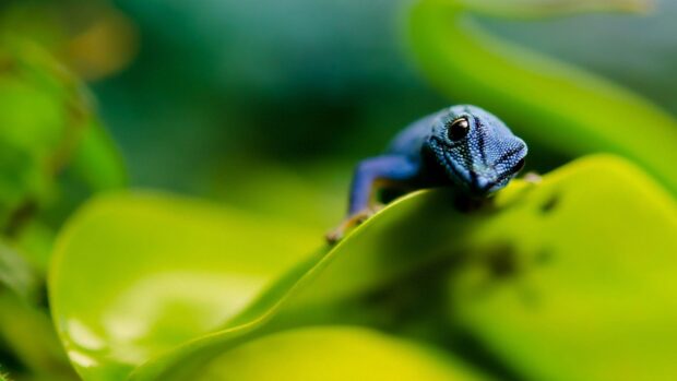 Blue gecko resting on a bright green leaf in a natural environment