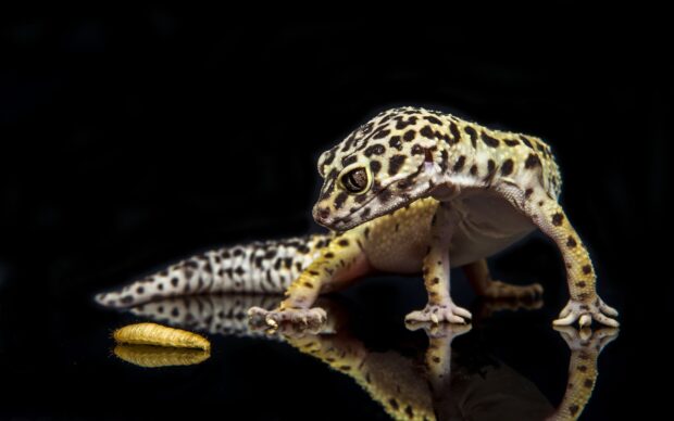 A gecko closely observing a yellow larva on a reflective black surface