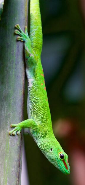 Close up of a vibrant green gecko clinging to a vertical branch in a natural setting