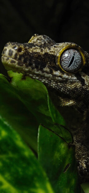 Close up of a gecko eye resting on a green leaf in dark lighting