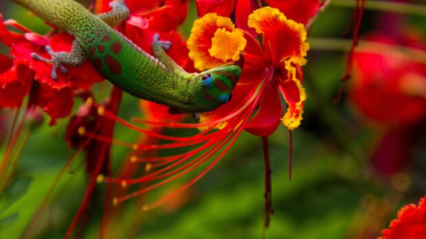 A vibrant green gecko with red spots climbing on a bright red and yellow flower in nature