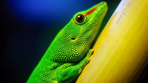 Close up of green gecko resting on a yellow branch in vivid detail