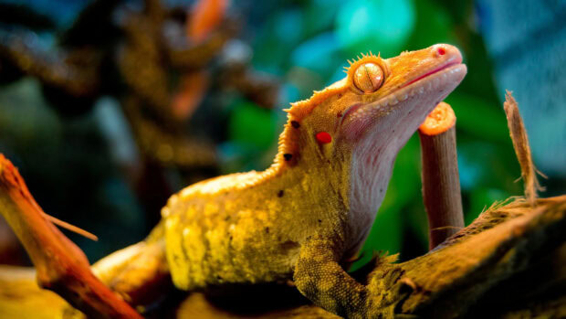 Close up of a golden crested gecko with detailed skin texture on tree branches