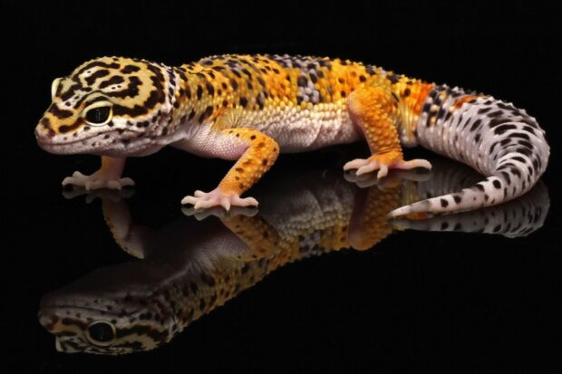 A colorful gecko with orange and black spots resting on a reflective surface