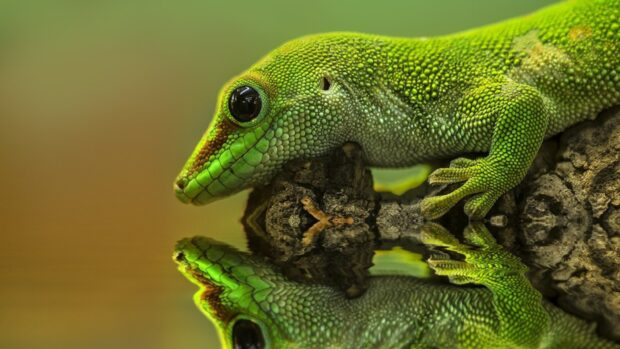 A green gecko resting on a rock with its reflection in the water surrounded by nature