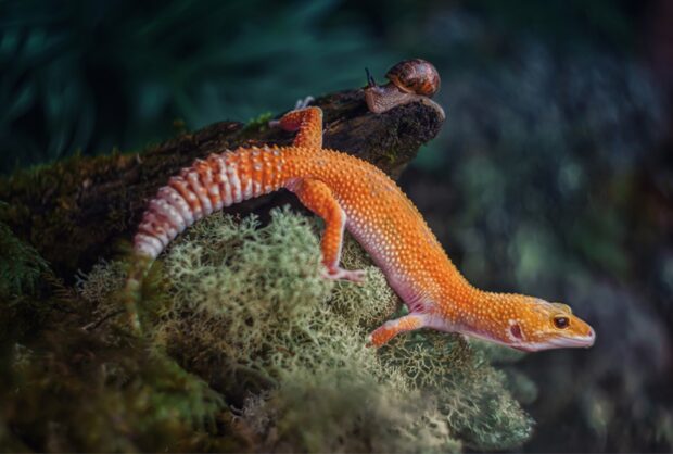 A vibrant orange gecko resting on moss with a small snail on nearby wood