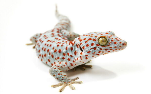 Close up of a gecko showing detailed skin texture and vibrant orange spots on white background