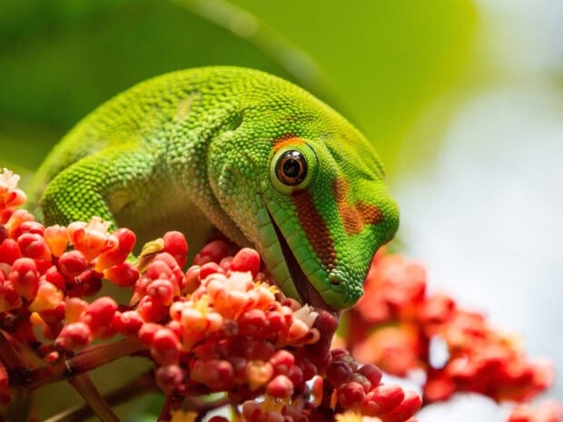 A close up of a green gecko resting on red flowers in natural light