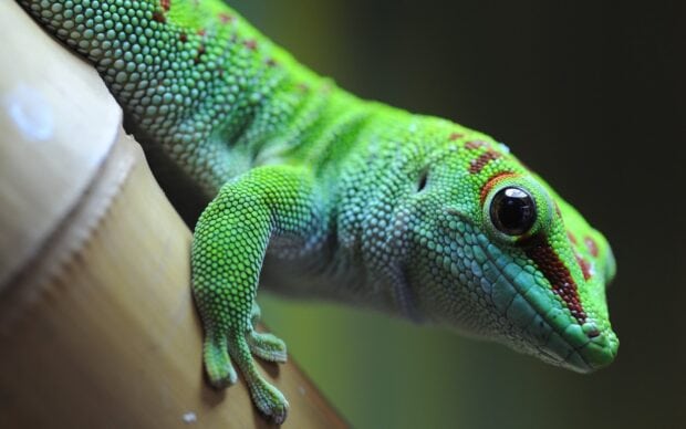 Close up of a green gecko with detailed scales on a wooden surface