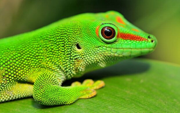 Close up of a green gecko with red markings resting on a leaf