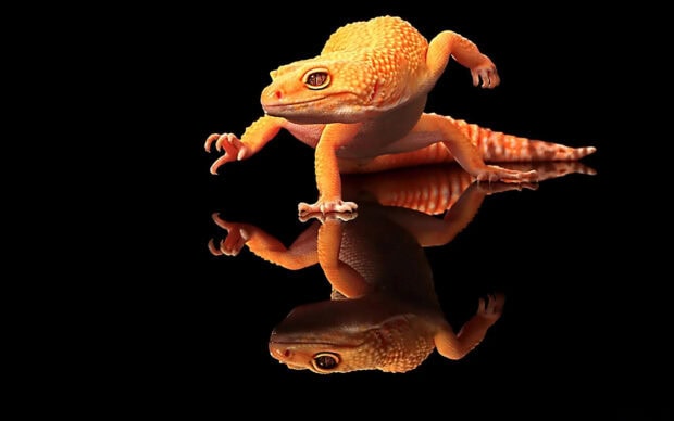Orange gecko with textured skin reflected on a black surface showing detailed scales and claws