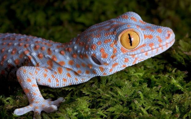 Close up of a colorful gecko resting on green moss showing detailed scales
