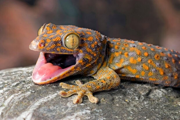 Close up of a gecko showing detailed scales and bright orange patterns on a stone surface