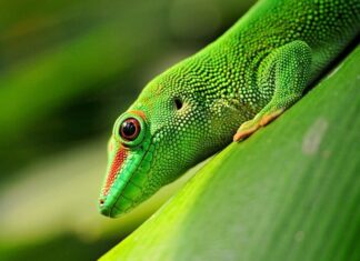 Close up of a vibrant green gecko on a leaf showing detailed scales