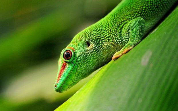 Close up of a vibrant green gecko on a leaf showing detailed scales