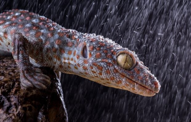 Close up of colorful gecko with water droplets in rainy environment