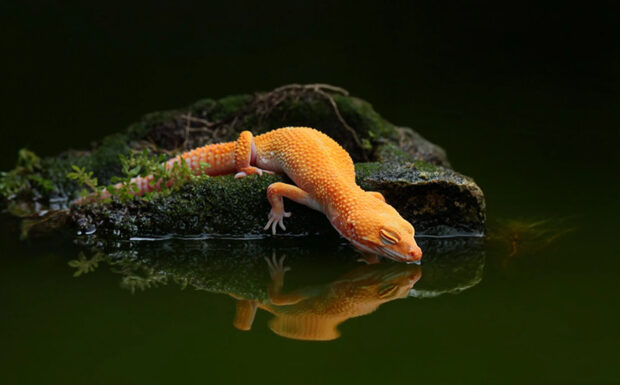 A bright orange gecko resting on mossy rock near calm water reflecting its image