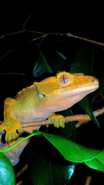 Close up of a colorful gecko perched on a branch in a dark natural setting
