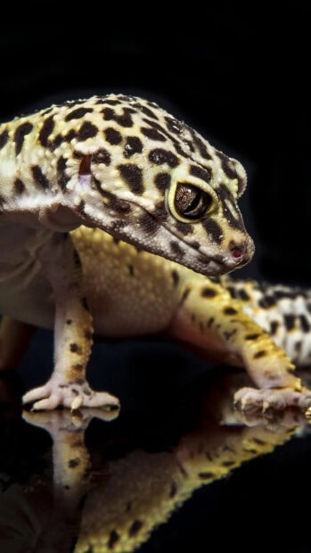 Close up of a gecko showing its detailed skin texture and eye on a dark background