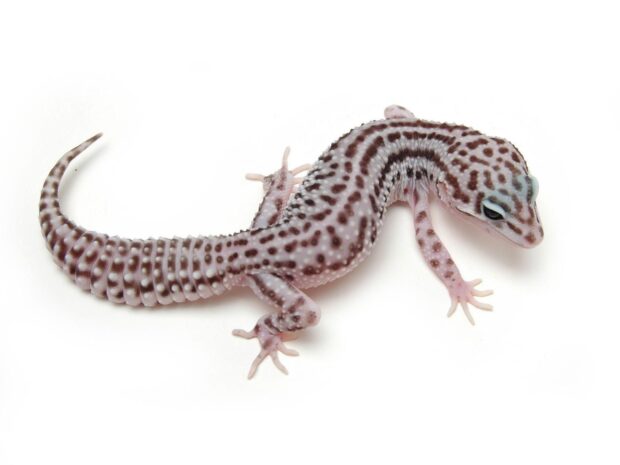 A detailed close up of a gecko showing its spotted skin pattern and body features