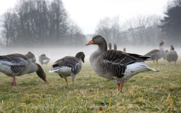 A flock of geese grazing on a grassy field on a foggy morning with trees in the background