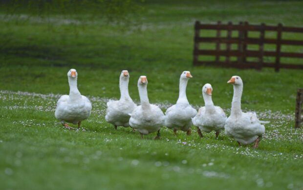 A group of geese walking together on the green grass field surrounded by small white flowers