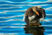 A close up of a goose preening its feathers standing on water with blue ripples reflecting sunlight