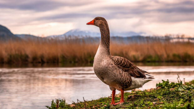 A single goose standing on grass near a body of water with mountains in the background