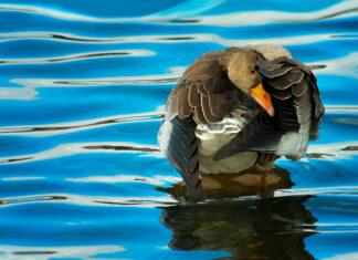 A close up of a goose preening its feathers standing on water with blue ripples reflecting sunlight