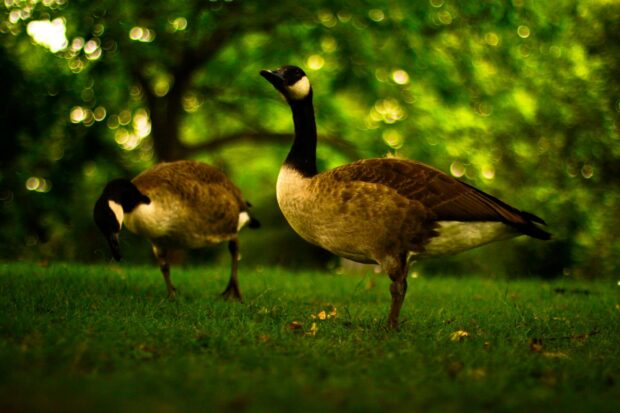 Two geese standing on green grass with blurred forest background