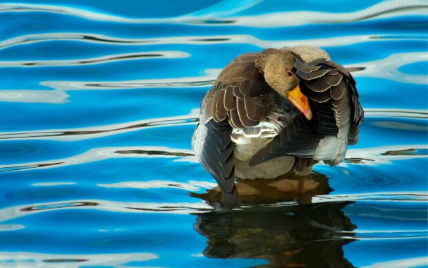 A close up of a goose preening its feathers standing on water with blue ripples reflecting sunlight