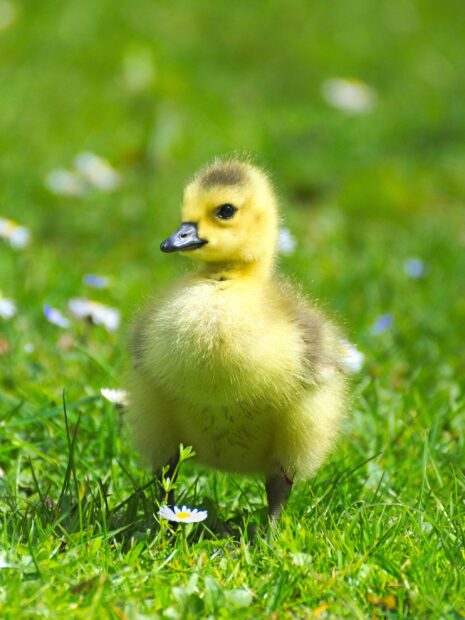 A fluffy geese chick standing on green grass with small white flowers around