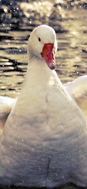 A close up of a goose standing in water with water droplets surrounding its body