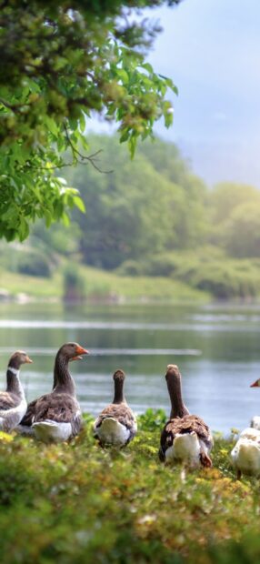 A group of geese near a lake in a green natural setting