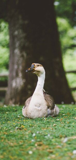 A resting goose on green grass with a large tree in the background