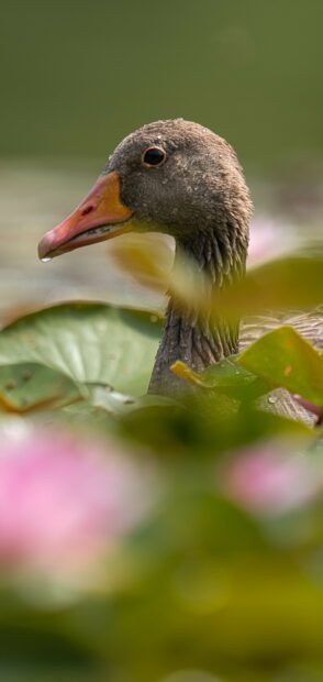 Close up of a goose with water droplets on its head among green leaves and pink flowers