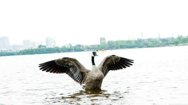 A single geese spreading its wings in the water near the cityscape