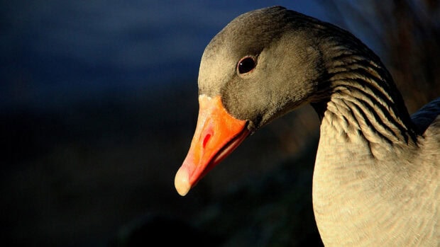 Close up of a goose head with an orange beak and detailed feathers in natural light