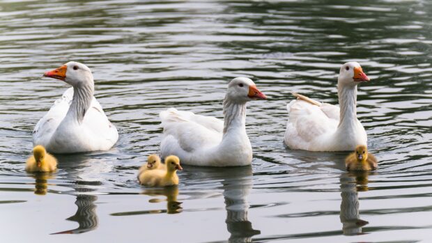 Three geese with ducklings swimming peacefully on the water in a natural setting