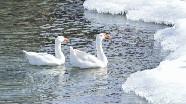 Two geese swimming near ice on a cold river with clear water and sunlight reflecting