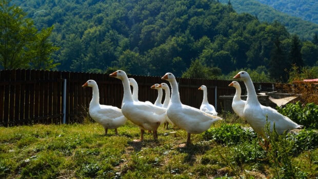 White geese standing on grassy field near wooden fence in a rural area
