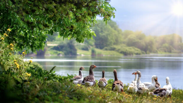 A group of geese resting by the peaceful lakeside surrounded by green foliage and flowers