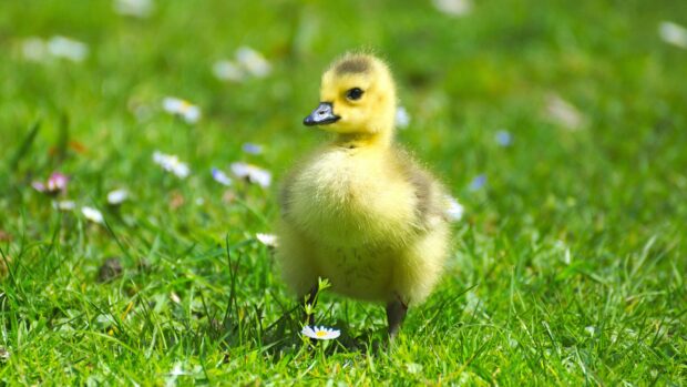 A fluffy geese chick standing on green grass with small white flowers around