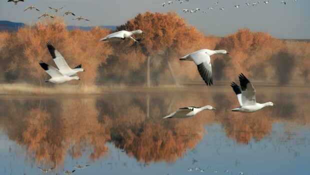 A flock of geese flying over a lake with autumn trees reflected on the water