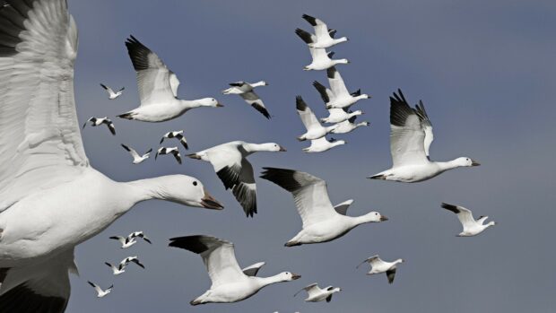 A flock of geese flying together in the sky with detailed feathers and wings spread wide