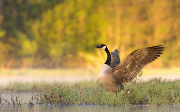 A goose stretching its wings near the water with natural grass and forest background