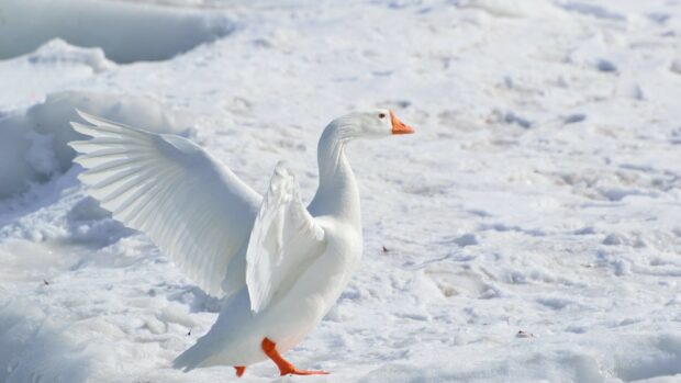 A white geese walking on snow with wings spread on a cold winter day